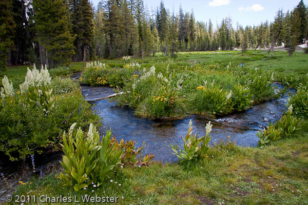 A beautiful alpine meadow and stream