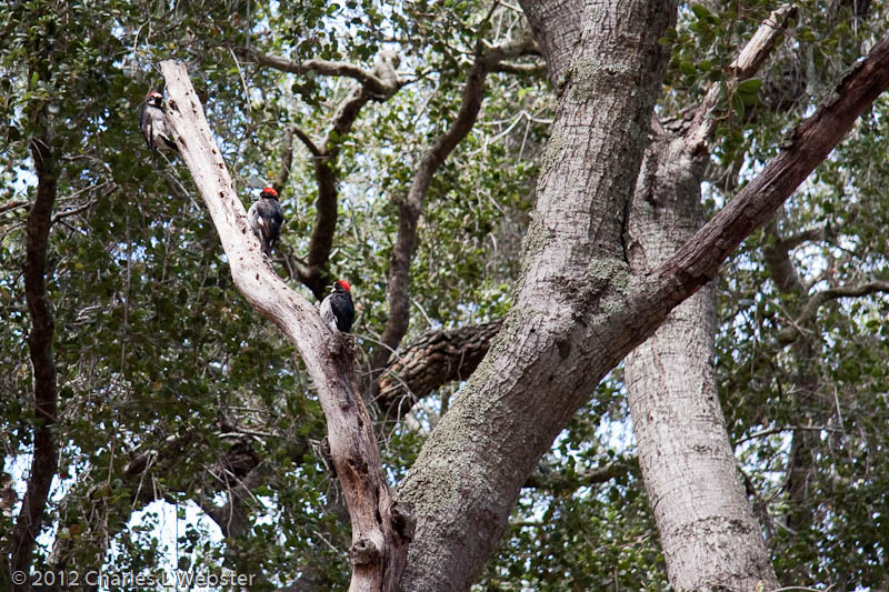Acorn woodpeckers