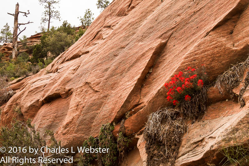 Navajo sandstone formation at Zion National Park