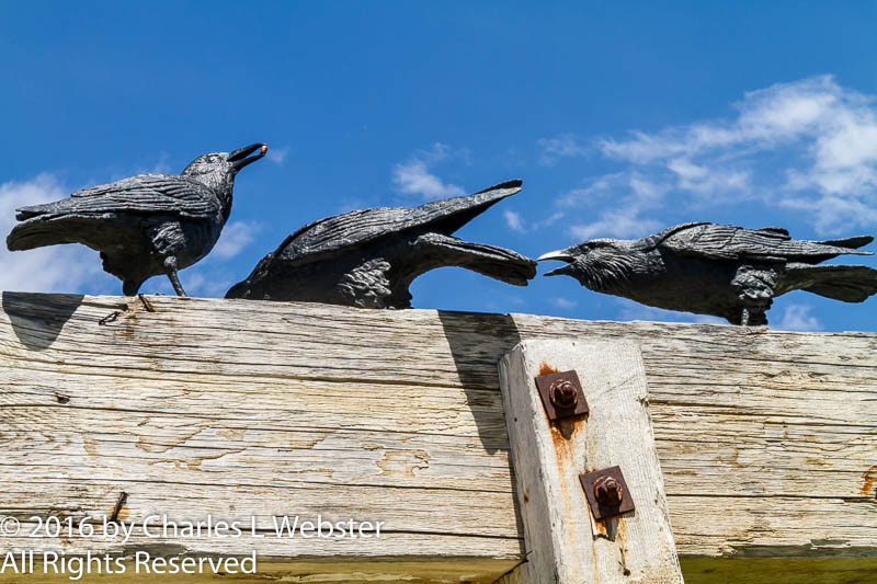 Crows at Benson Sculpture Garden
